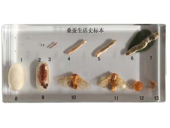 蚕生活史标本
