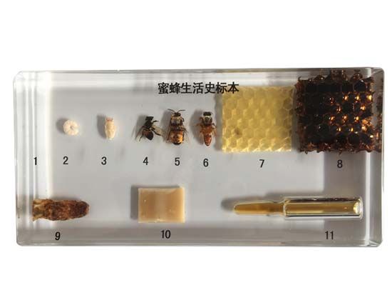 蜜蜂生活史标本