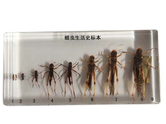 蝗虫生活史标本