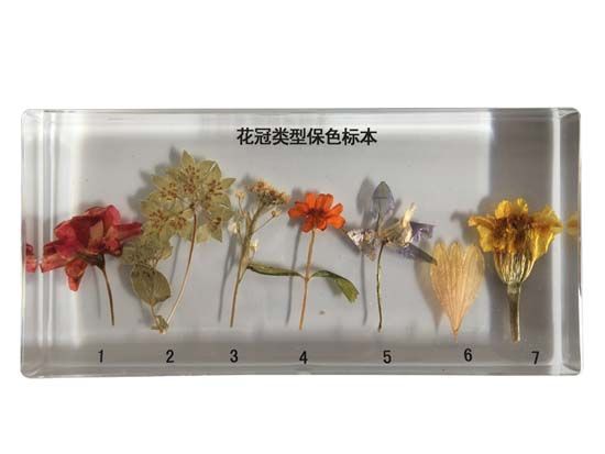 花冠类型保色浸制标本