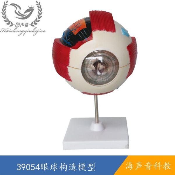 39054眼球构造模型.jpg