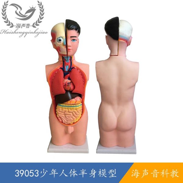 39053少年人体半身模型.jpg