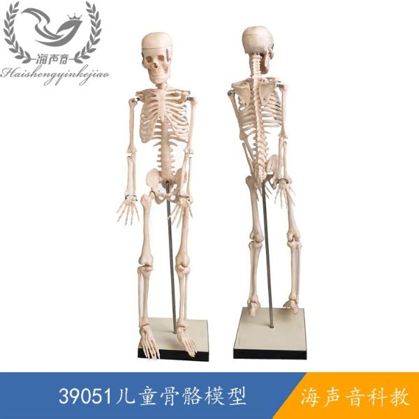 39051儿童骨骼模型.jpg