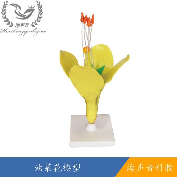 油菜花模型