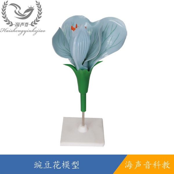 豌豆花模型.jpg