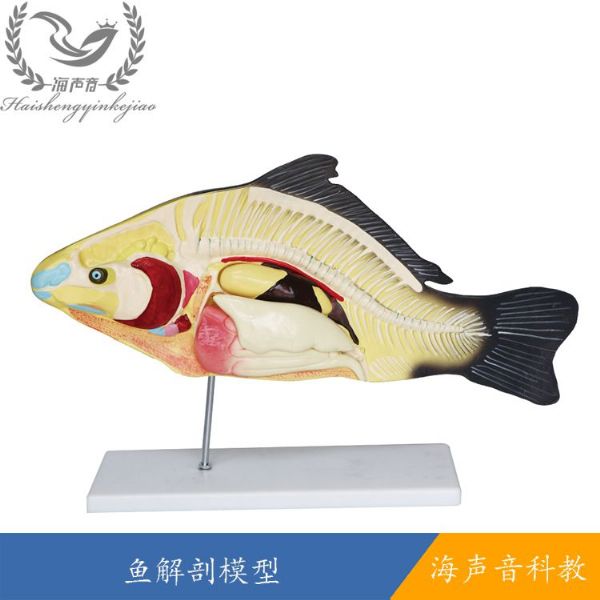 鱼解剖模型.jpg