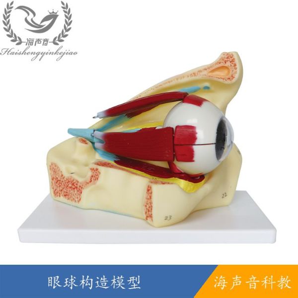 眼球构造模型.jpg