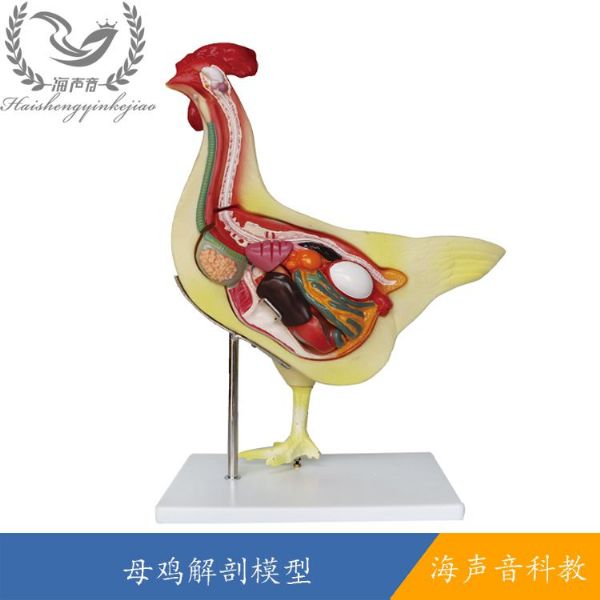 母鸡解剖模型.jpg