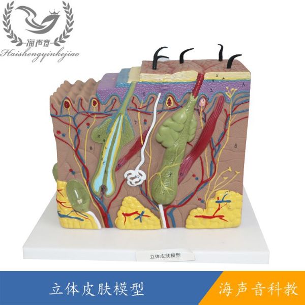 立体皮肤模型.jpg