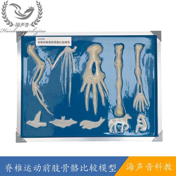 脊椎运动前肢骨骼比较模型.jpg