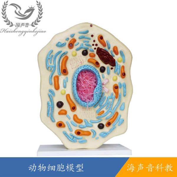 动物细胞模型.jpg