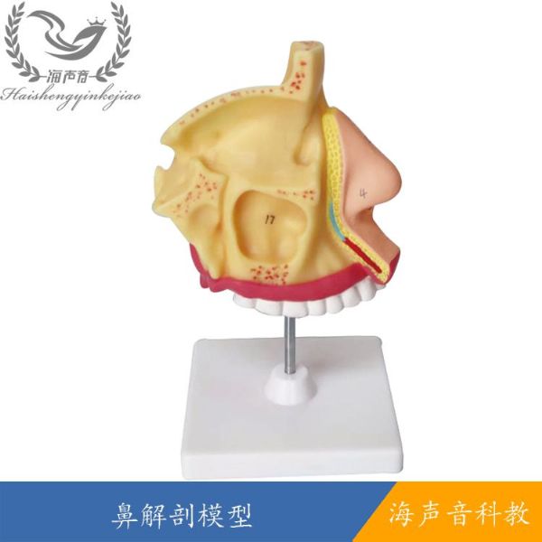 鼻解剖模型.jpg