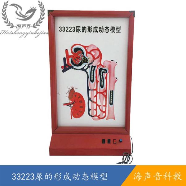 33223尿的形成动态模型.jpg