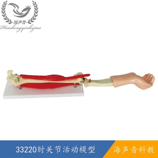 33220肘关节活动模型.jpg
