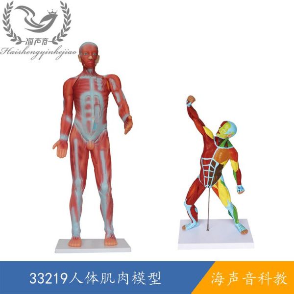 33219人体肌肉模型.jpg