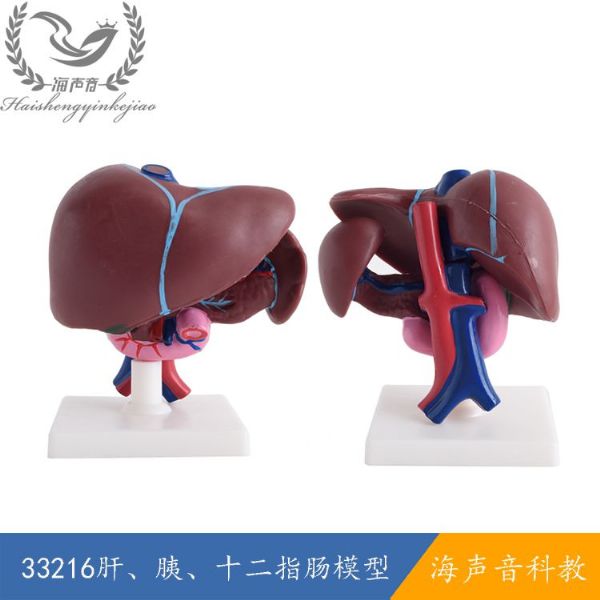 33216肝、胰、十二指肠模型.jpg