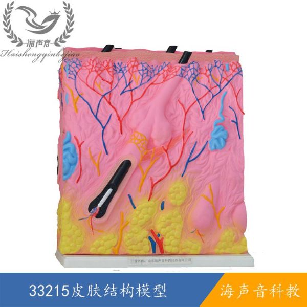 33215皮肤结构模型.jpg