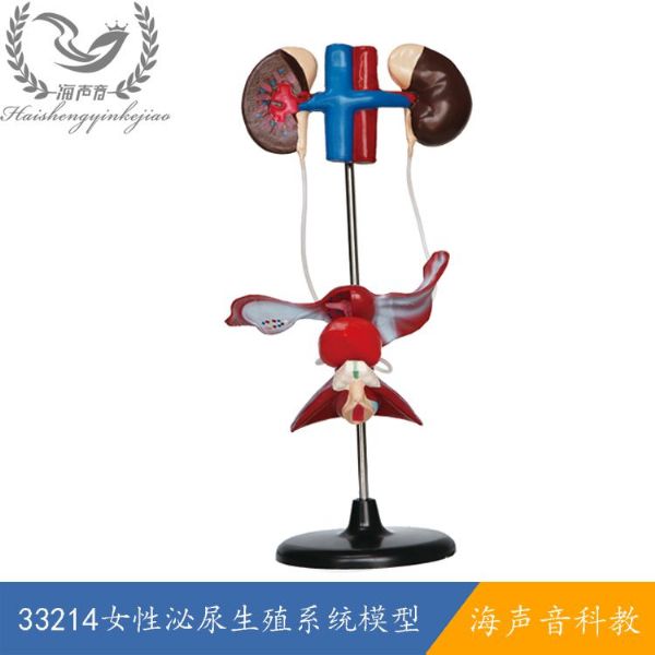 33214女性泌尿生殖系统模型.jpg
