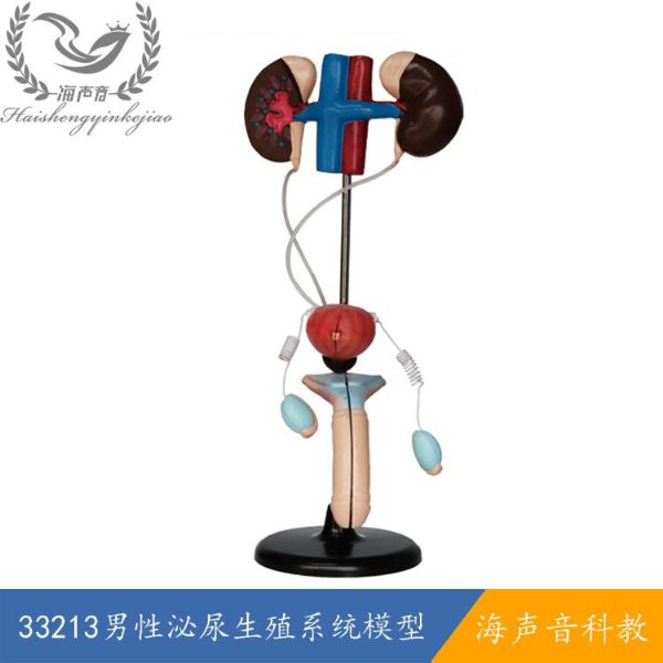 33213男性泌尿生殖系统模型.jpg