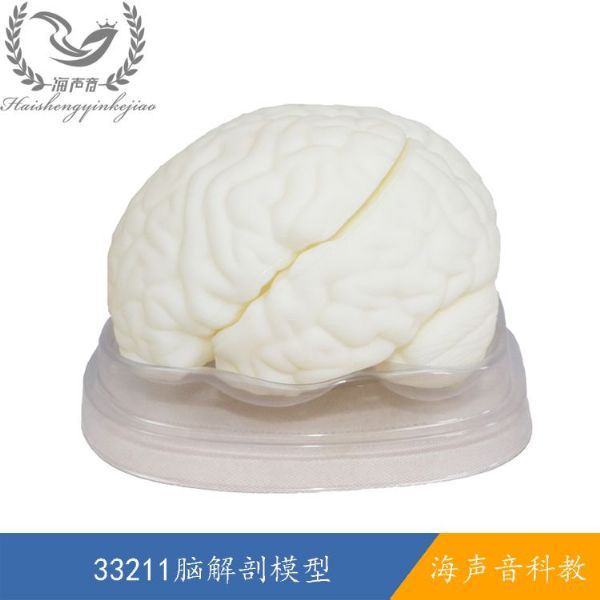 33211脑解剖模型.jpg