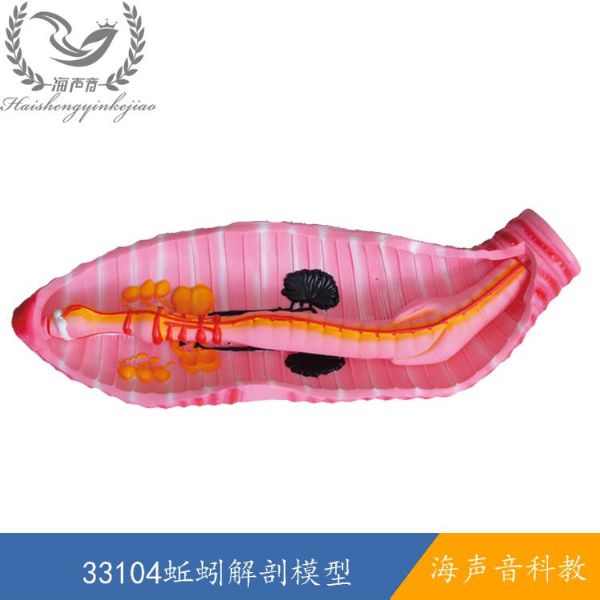 33104蚯蚓解剖模型.jpg
