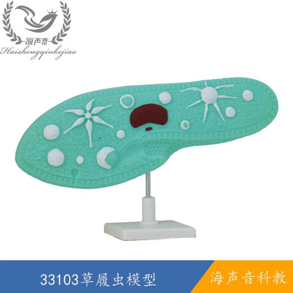 33103草履虫模型.jpg