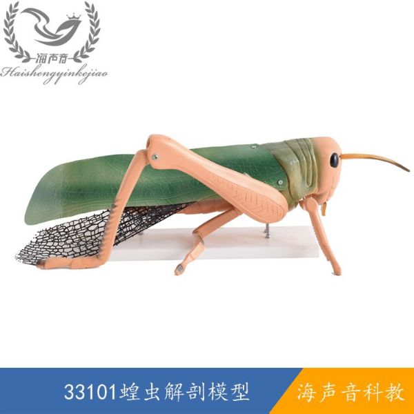 33101蝗虫解剖模型.jpg