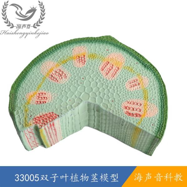 33005双子叶植物茎模型.jpg