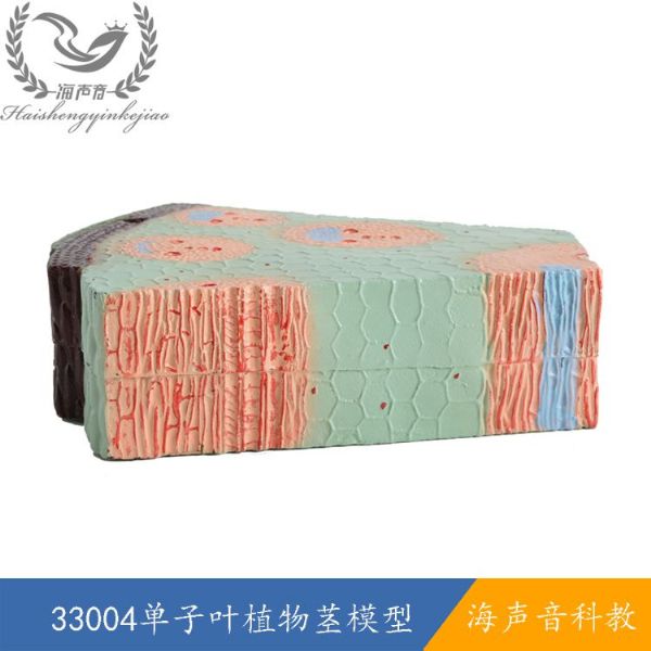 33004单子叶植物茎模型.jpg
