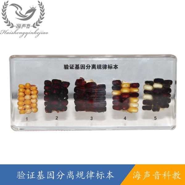验证基因分离规律标本.jpg
