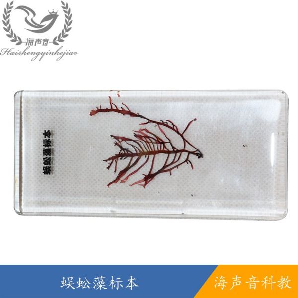 蜈蚣藻标本.jpg