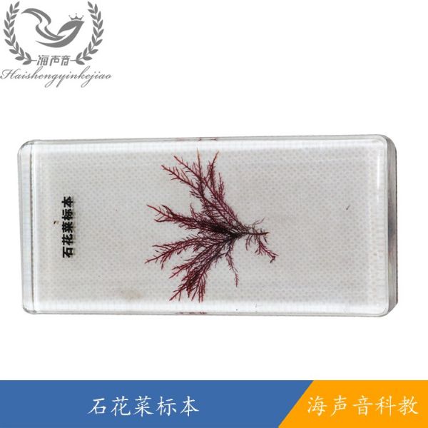 石花菜标本.jpg