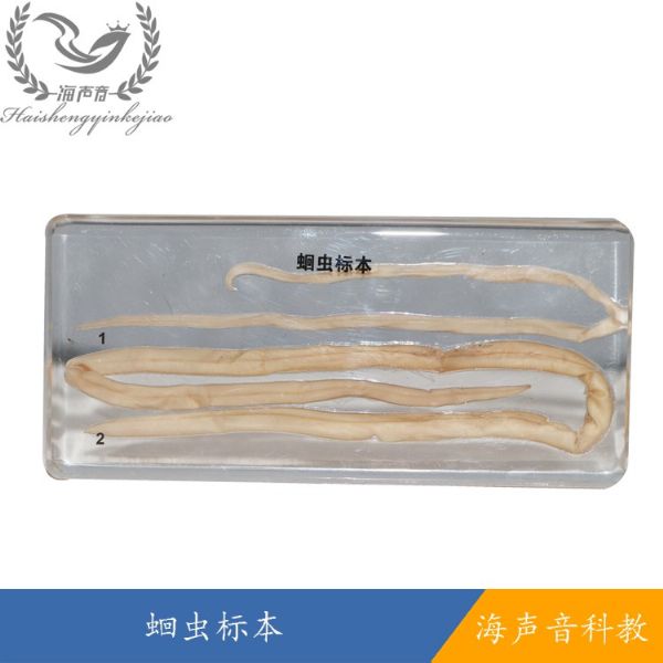 蛔虫标本.jpg