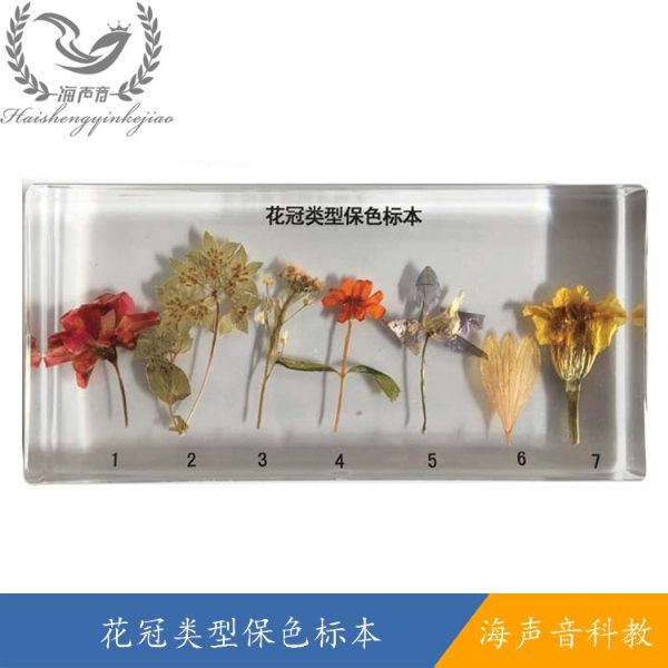 花冠类型保色标本.jpg