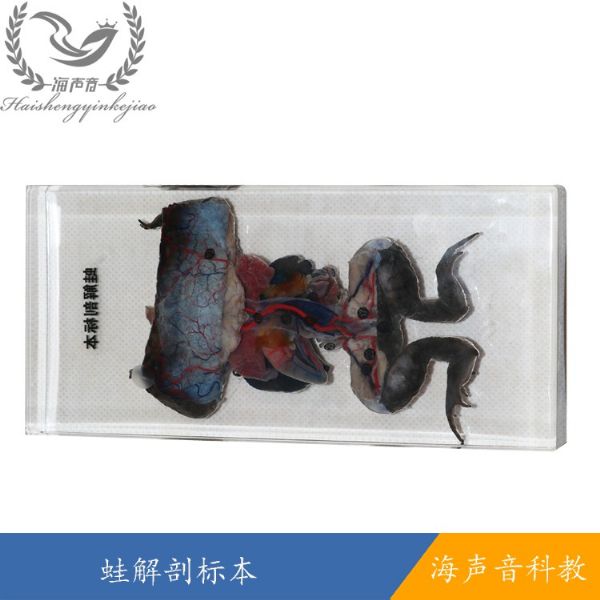 蛙解剖标本.jpg