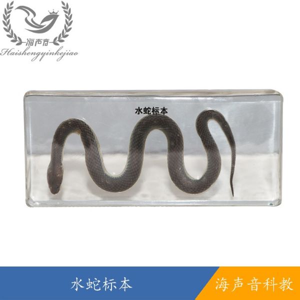 水蛇标本.jpg