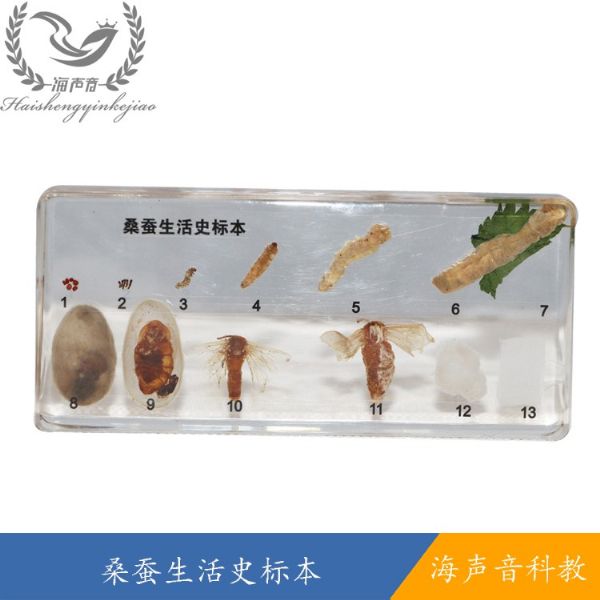 桑蚕生活史标本.jpg