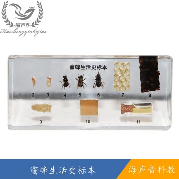 蜜蜂生活史标本.jpg
