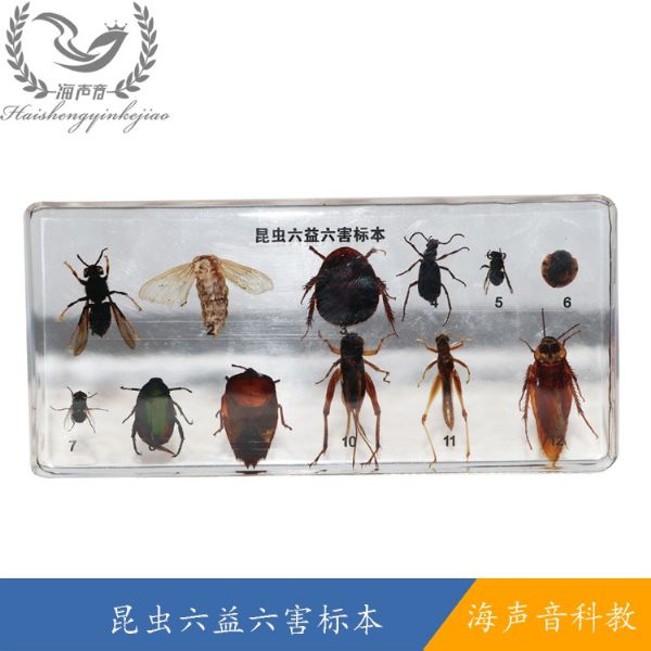 昆虫六益六害标本.jpg