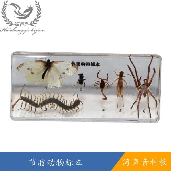 节肢动物标本.jpg