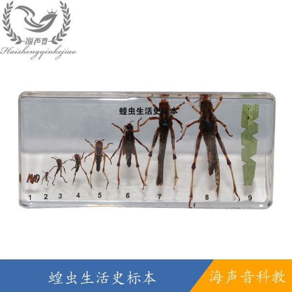 蝗虫生活史标本.jpg