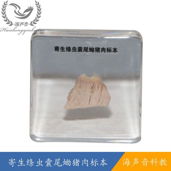 寄生绦虫囊尾蚴猪 肉标本.jpg