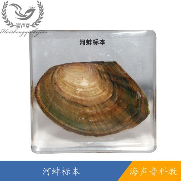 河蚌标本