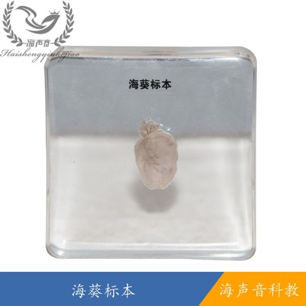海葵标本
