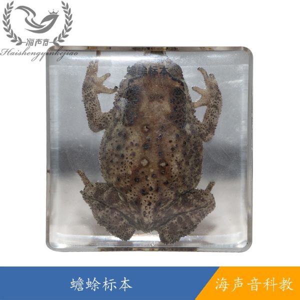 蟾蜍标本
