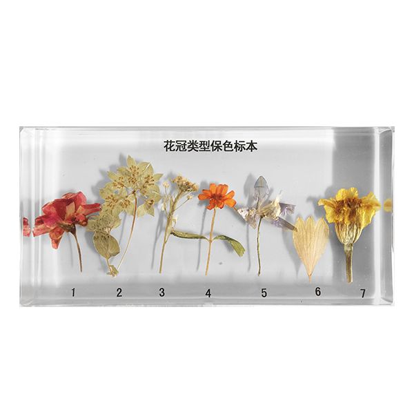 43010花冠类型保色浸制标本包埋 (1) 副本.PNG