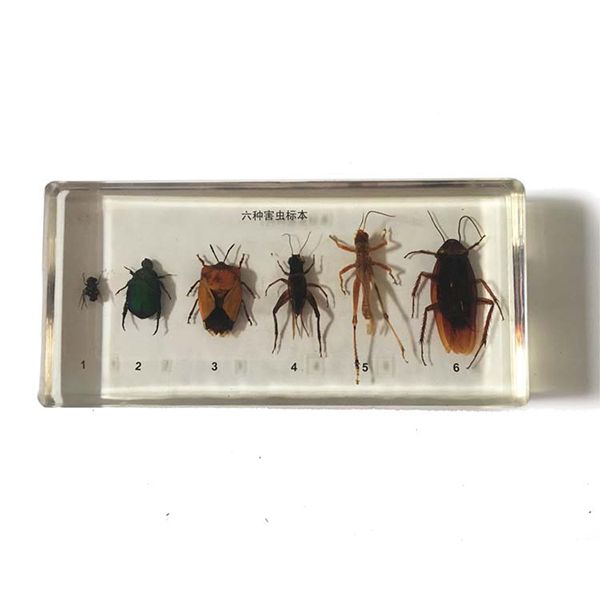 43150六种害虫标本 (1).jpg