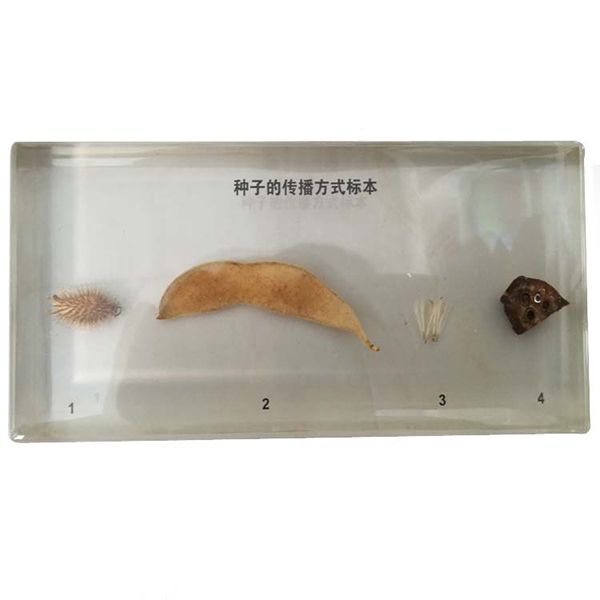 43153植物种子传播方式包埋 (1).JPG