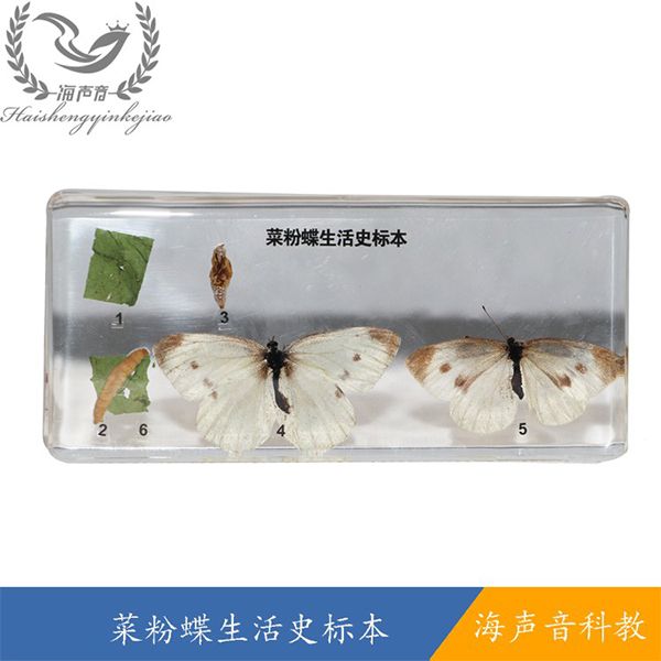菜粉蝶生活史标本.jpg