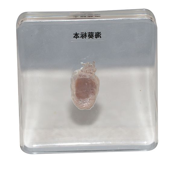 海葵包埋标本 (3).JPG